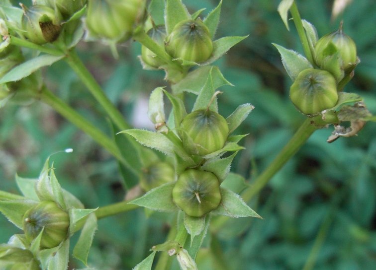 matese8 - Linum capitatum